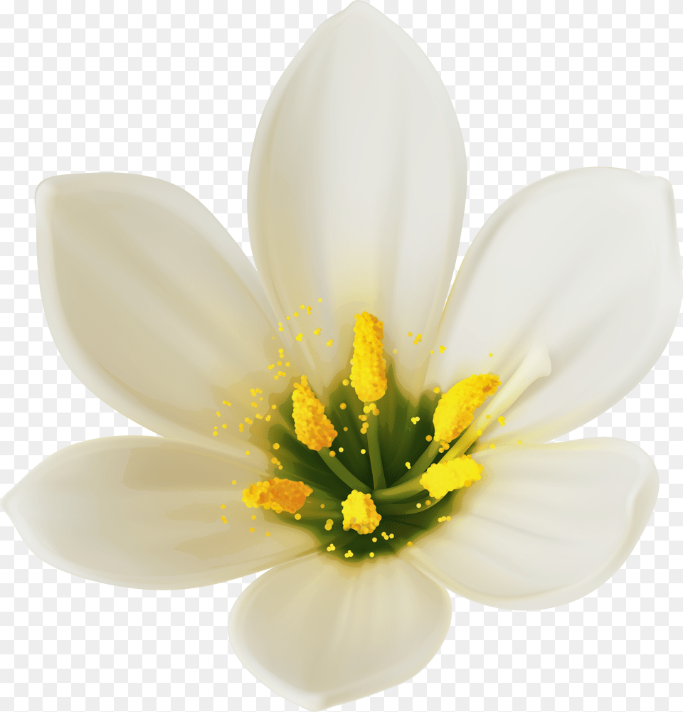 White Flower Picture White Flower Clipart Free Png Download