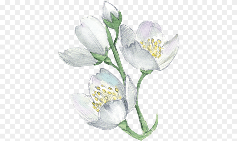 White Flower Plant Illustration Watercolor Flowers Freesia, Anther, Petal, Pollen, Anemone Free Png