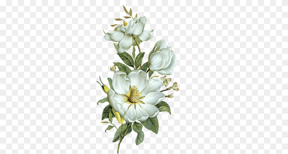 White Flower Right Tall, Anemone, Anther, Plant, Petal Png Image
