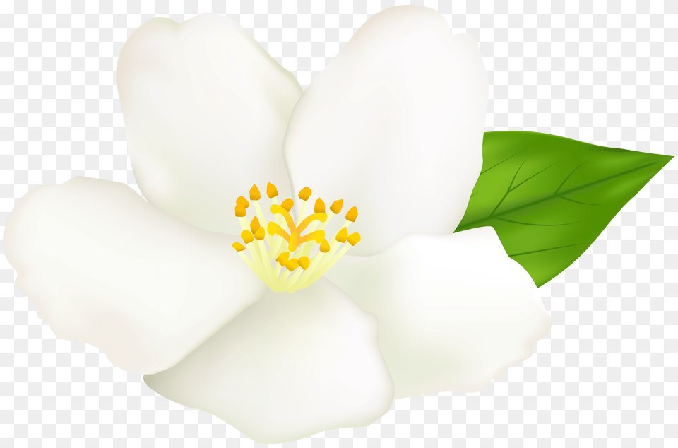 White Flower Transparent Clip, Anther, Plant, Pollen, Anemone Free Png Download
