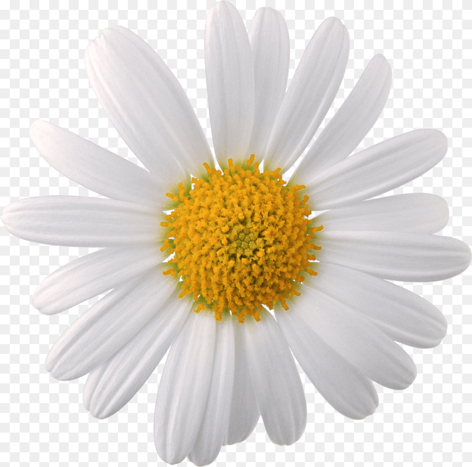 White Flower Daisy Flower, Plant, Petal, Pollen Free Transparent Png