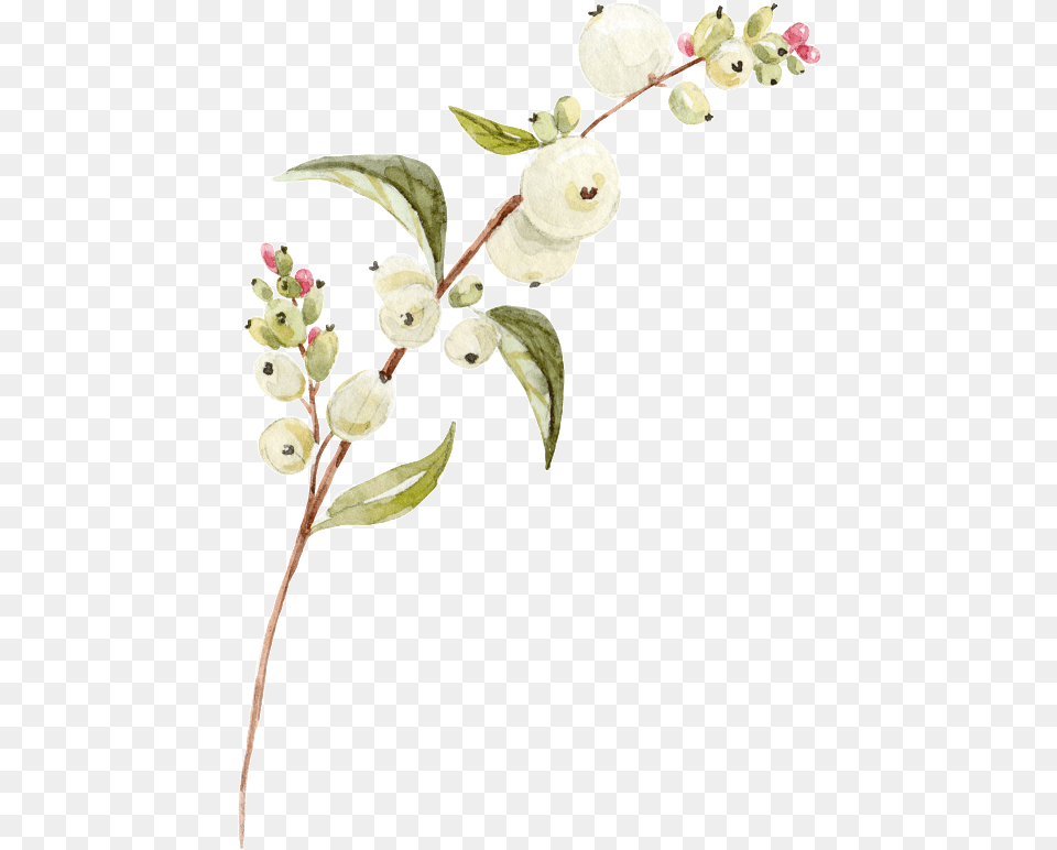 White Flower Portable Network Graphics, Plant, Leaf, Produce, Fruit Free Transparent Png