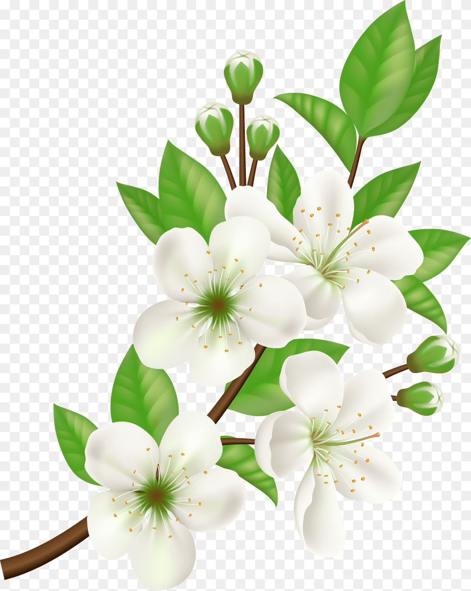 White Flower Vector, Anther, Plant, Chandelier, Lamp Png