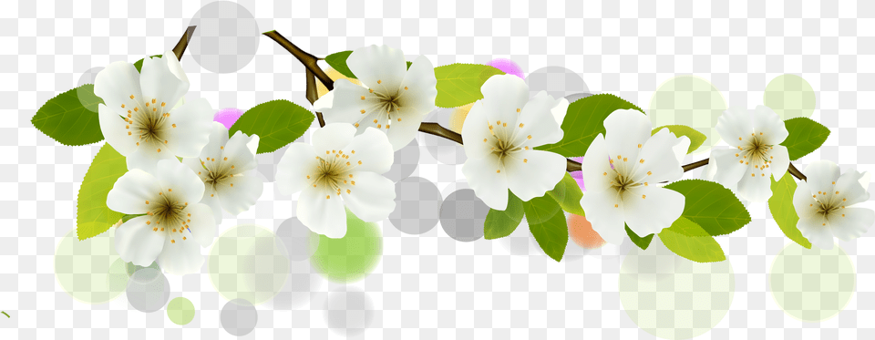 White Flower Vector, Anemone, Plant, Anther, Petal Png