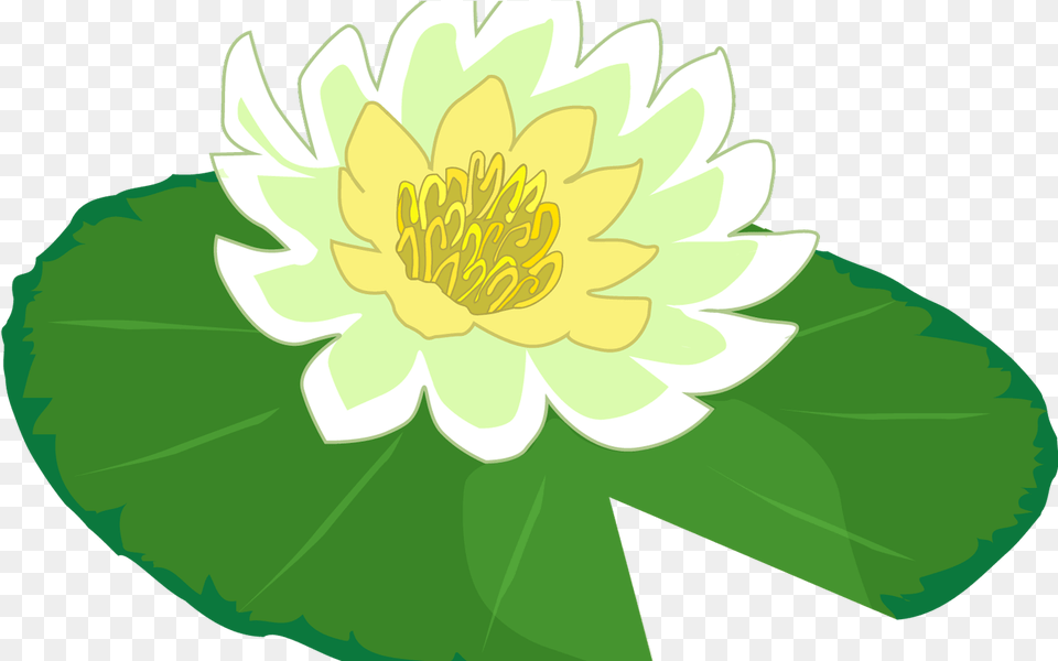 White Flower Water Lily Clipart The Lily Pad Clip Art, Anther, Dahlia, Plant, Pond Lily Free Transparent Png