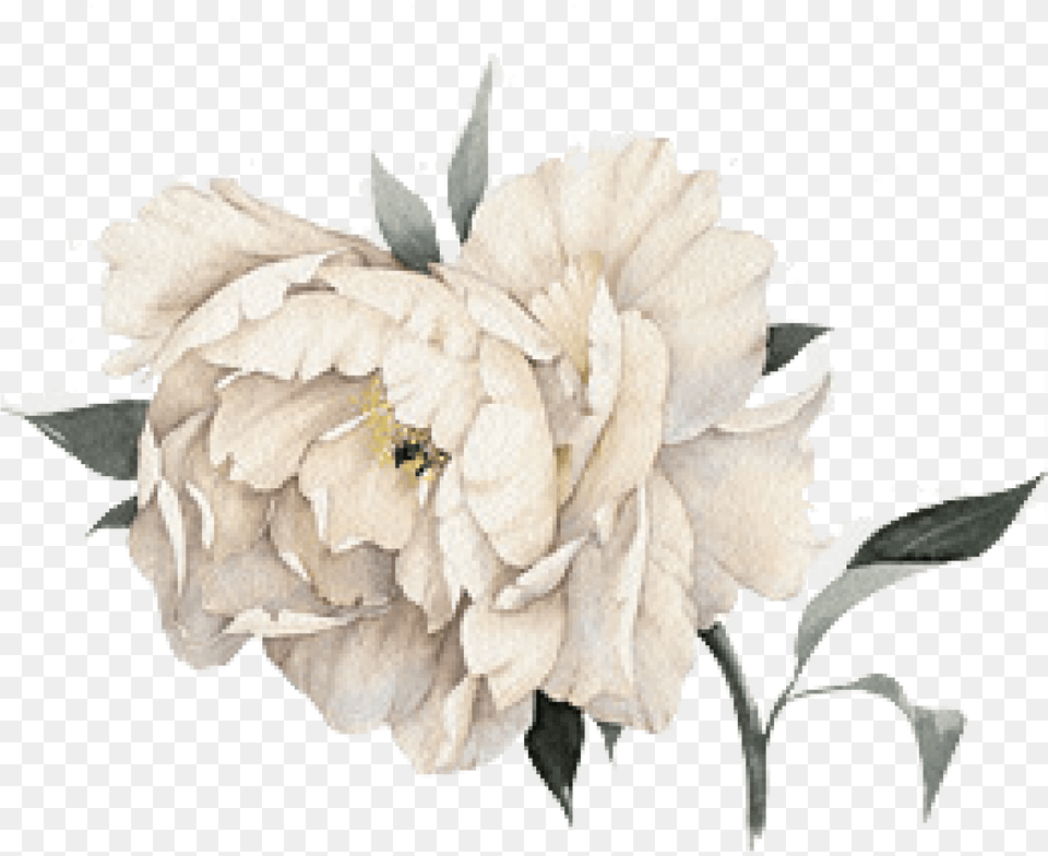 White Flower Watercolor Watercolor White Flower, Plant, Rose, Petal, Home Decor Free Png