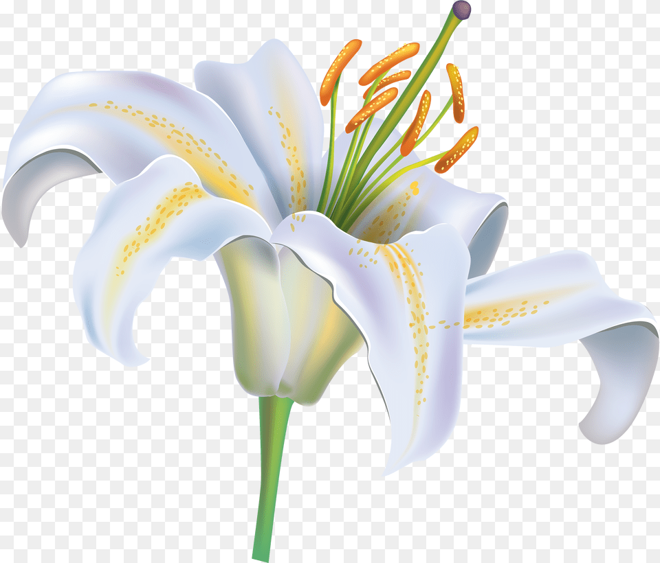 White Flower White Lily Flower, Anther, Plant, Pollen Free Transparent Png