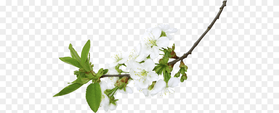White Flowers Branch, Flower, Plant, Pollen, Acanthaceae Free Png
