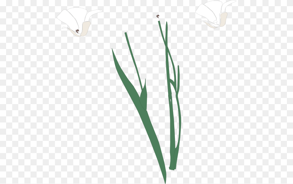 White Flowers Clip Art, Flower, Plant Png