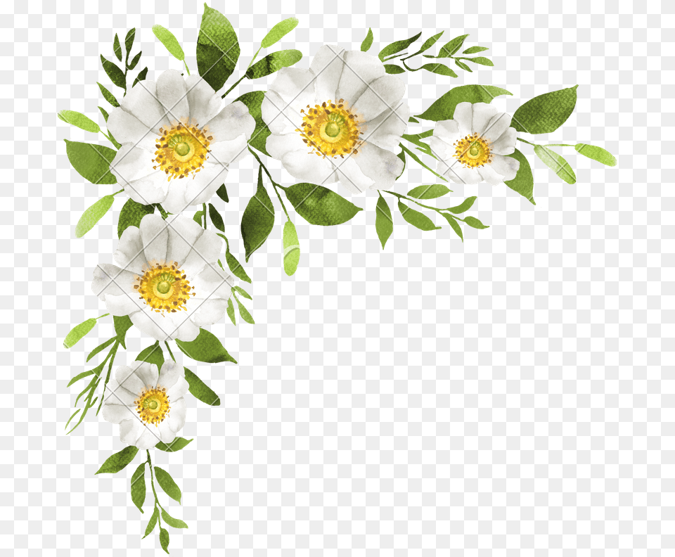 White Flowers Decoration Photos Water Color Flower Bouquet, Anemone, Plant, Pattern, Graphics Free Transparent Png