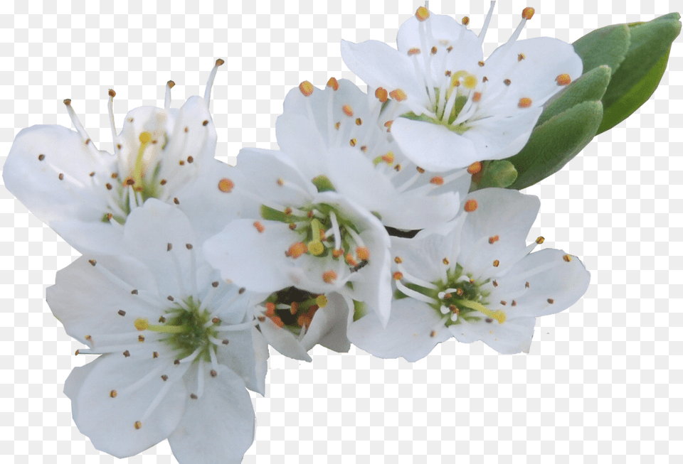 White Flowers Gallery Flower Decoration Ideas Pear Flower, Plant, Pollen, Anther, Cherry Blossom Free Transparent Png