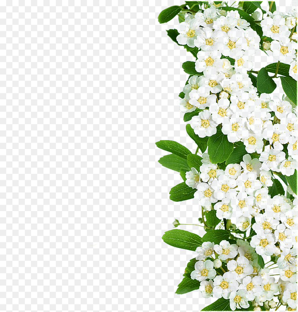 White Flowers Green Leaves White Flower With Long Green Leaves Free Png