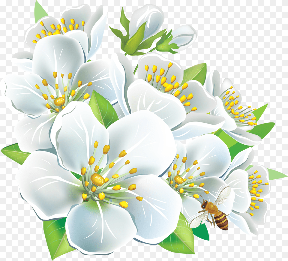 White Flowers Hd, Anther, Art, Graphics, Flower Png