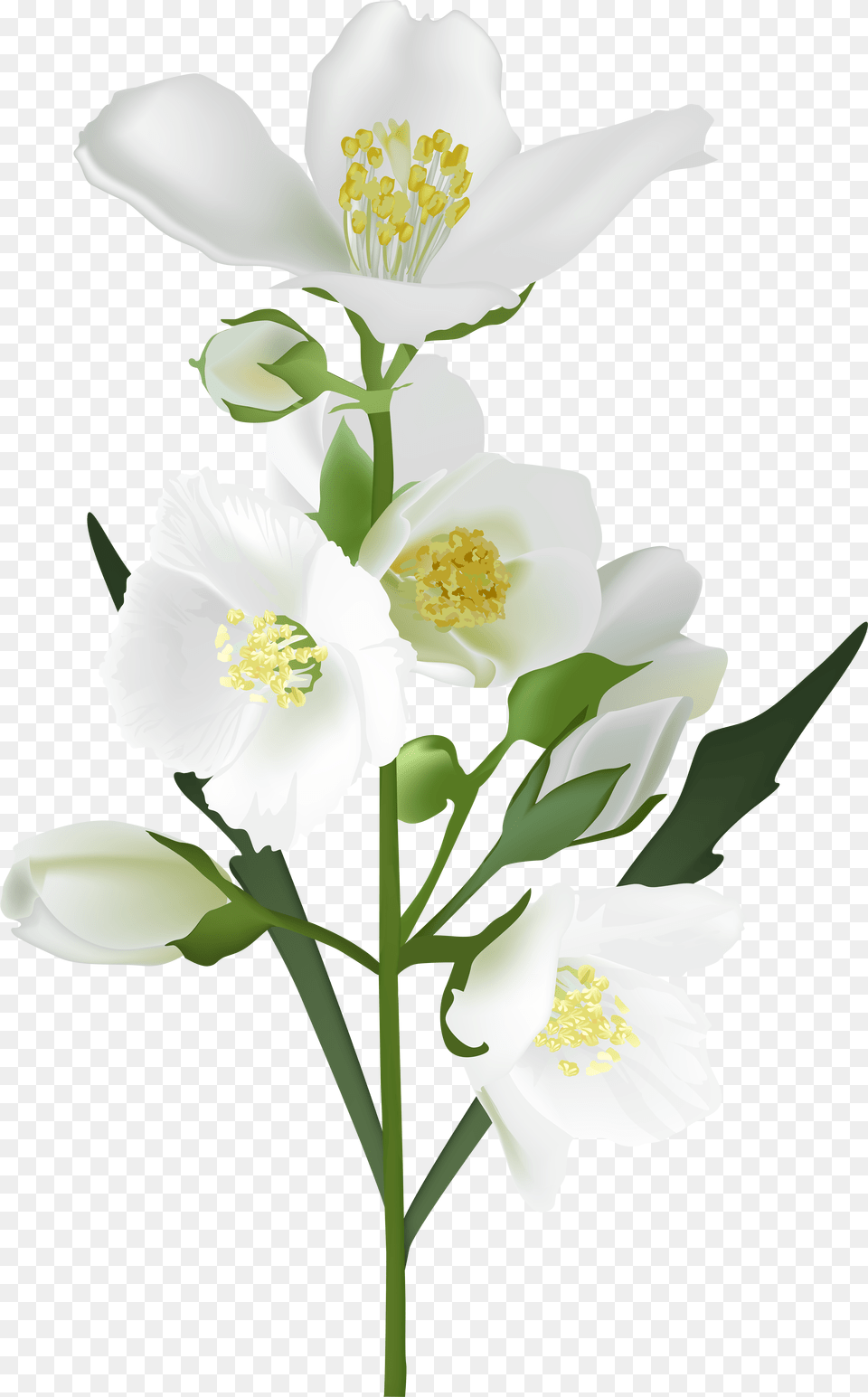 White Flowers Photo Jasmine Flower Transparent Background Png