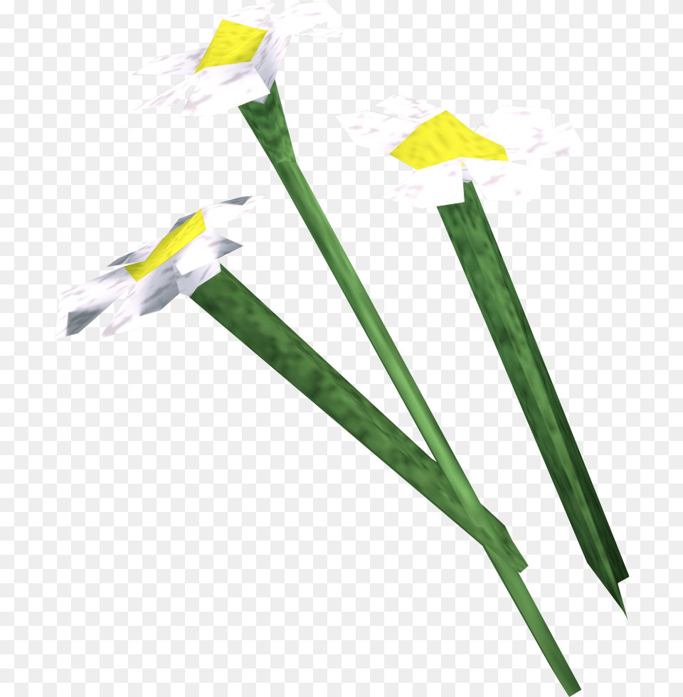 White Flowers Runescape Wiki Fandom Runescape White Flower, Daffodil, Plant Free Png Download