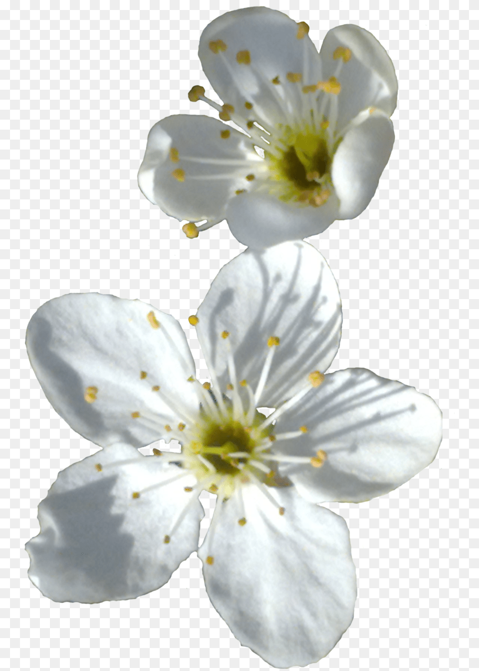 White Flowers Petal, Flower, Pollen, Plant Free Transparent Png