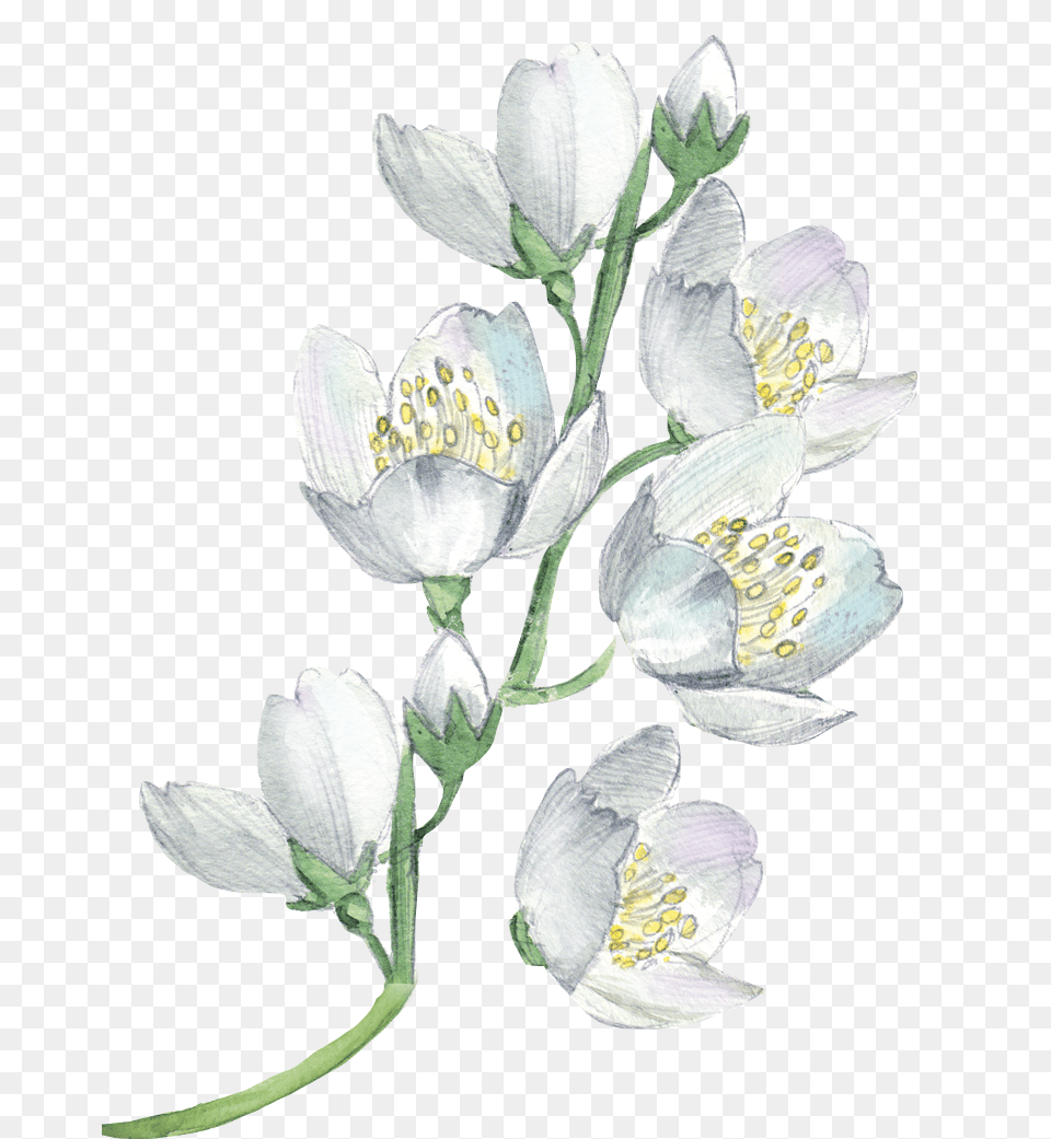 White Flowers Watercolor Painting Transparent, Anther, Flower, Petal, Plant Free Png