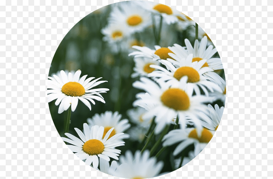 White Flowers We Heart Download Daisy Flower Gif, Photography, Plant, Petal Png Image