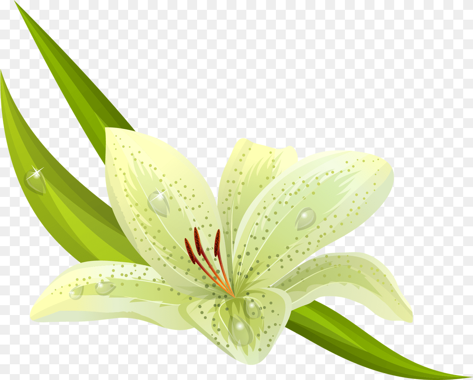 White Flowers Yellow And Green Flower Clipart, Anther, Lily, Plant, Appliance Png Image