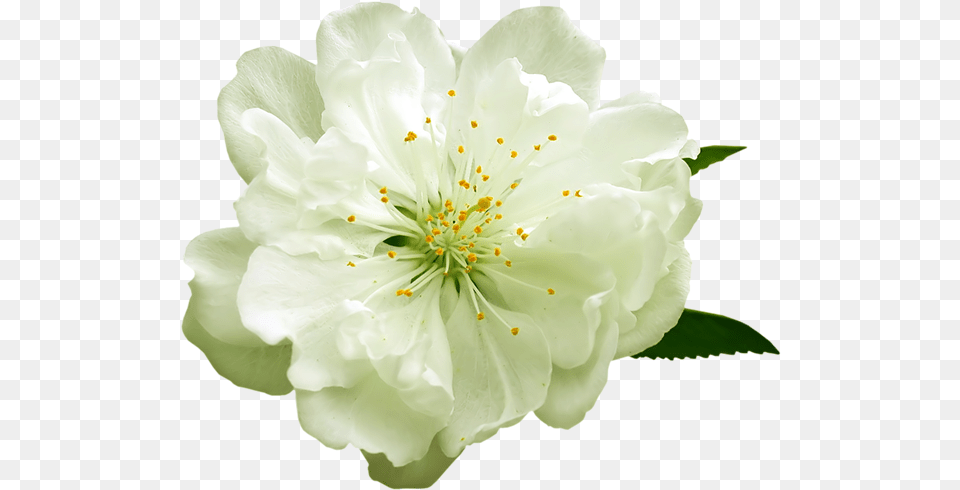 White Flowers Yellow Flower Background, Petal, Plant, Pollen, Anther Free Transparent Png