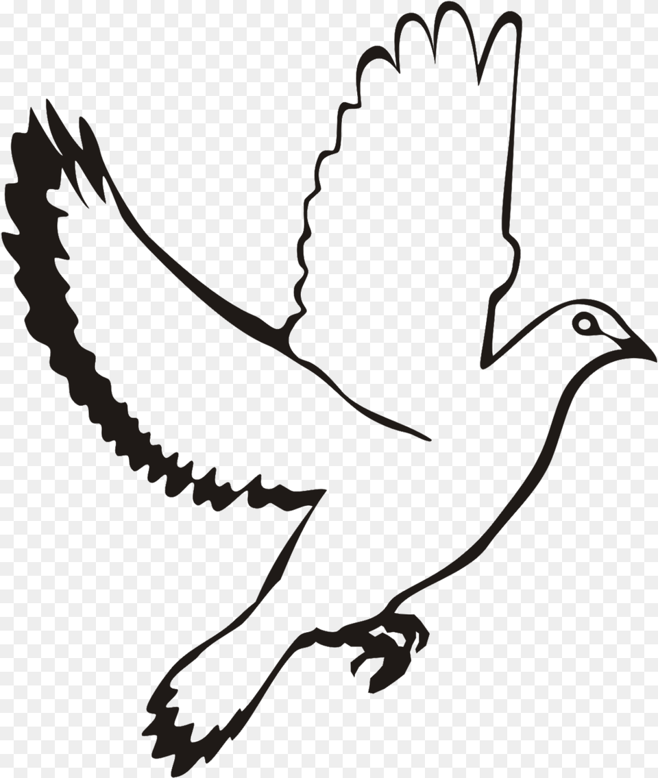 White Flying Dove Clipart White Dove Vector, Animal, Bird, Blackbird, Pigeon Png Image
