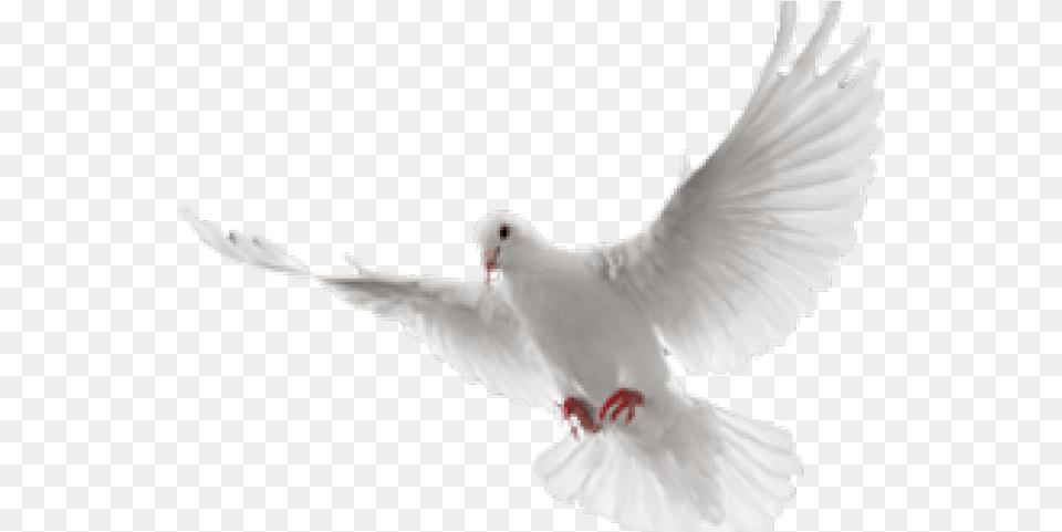 White Flying Dove Transparent Cartoon Jingfm Animated Dove Flying, Animal, Bird, Pigeon, Fish Free Png