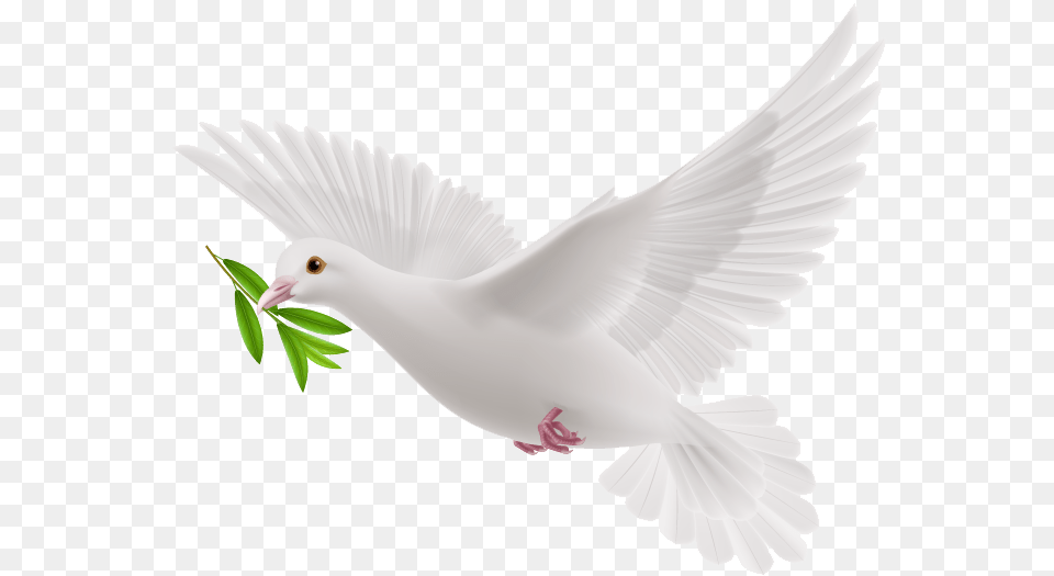 White Flying Pigeon, Animal, Bird, Dove Free Png Download