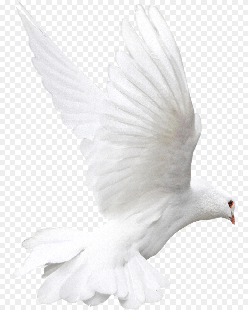 White Flying Pigeon Image Almavision, Animal, Bird, Dove Png