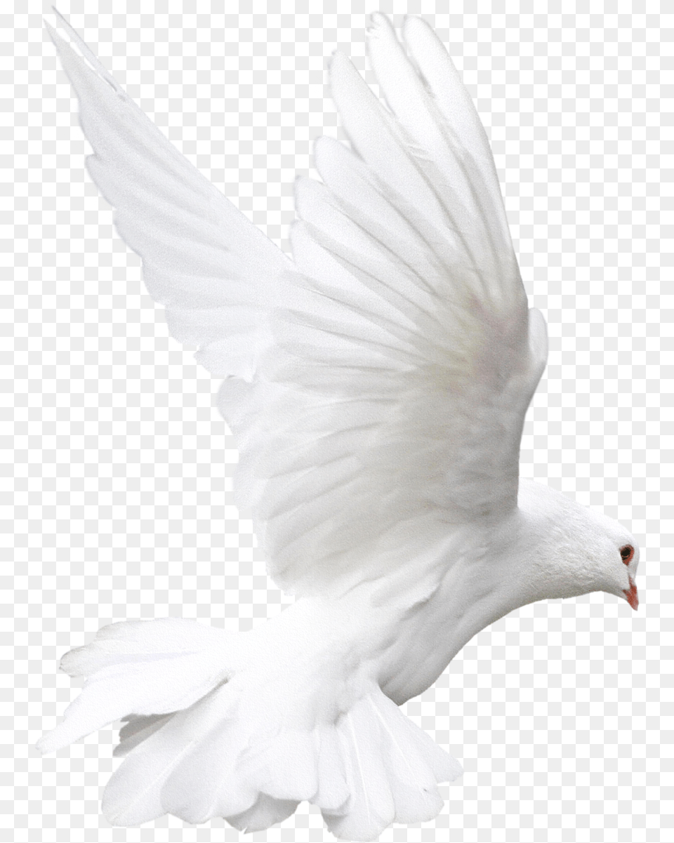 White Flying Pigeon Image Almavision Hispanic Network, Animal, Bird, Dove Free Png