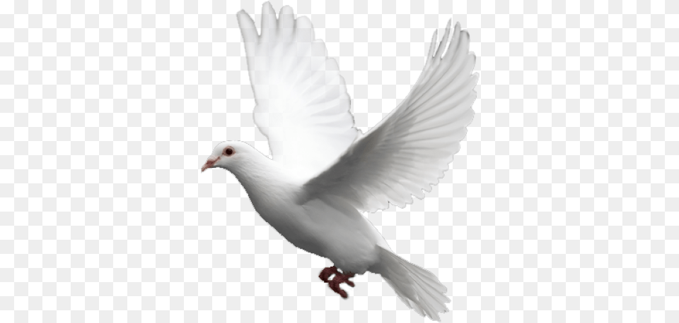 White Flying Pigeon Image Image With Pigeon White, Animal, Bird, Dove Free Png Download