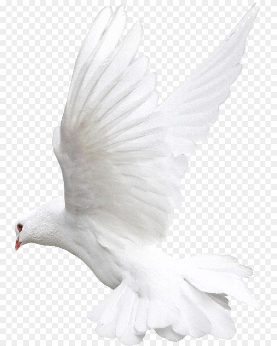 White Flying Pigeon Pavuram Hd Download, Animal, Bird, Dove Free Transparent Png