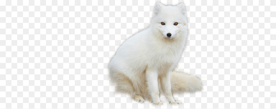 White Fox Arctic Fox, Animal, Canine, Dog, Mammal Png Image