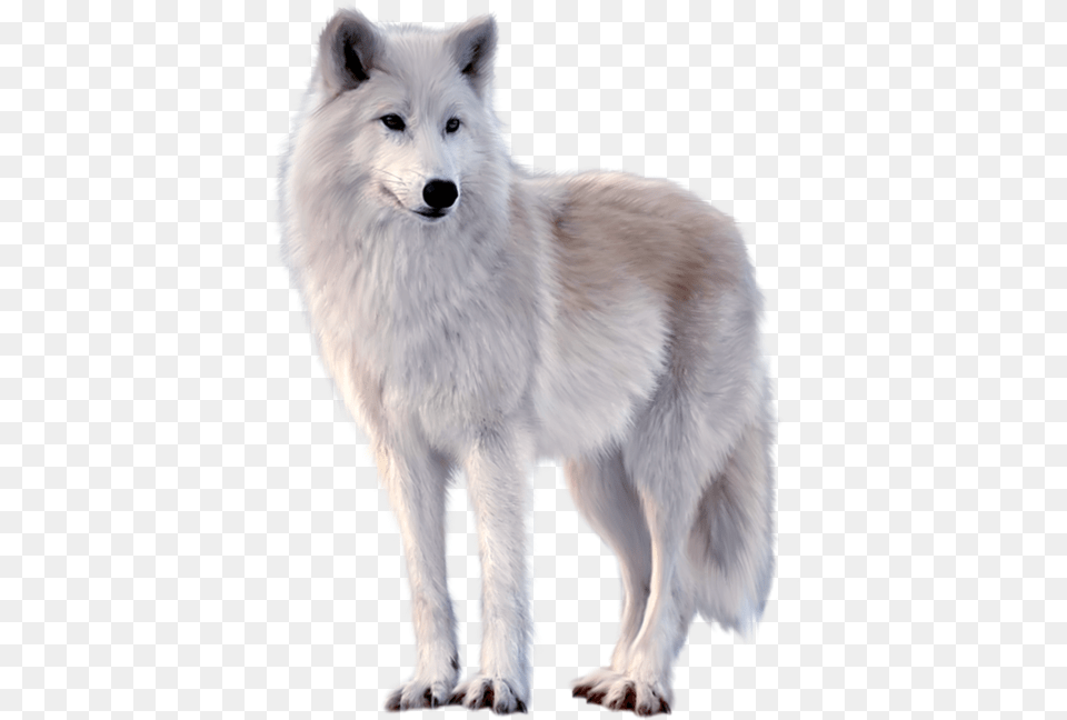 White Fox Download Searchpng Wolf, Animal, Canine, Dog, Mammal Png Image