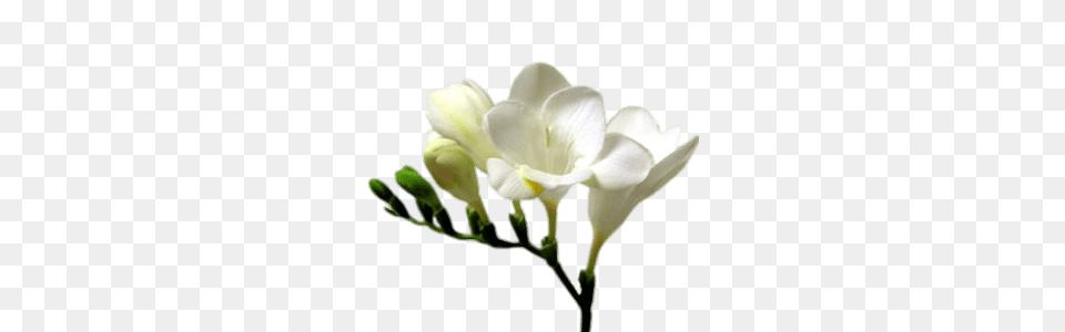 White Freesia, Anther, Flower, Petal, Plant Png Image