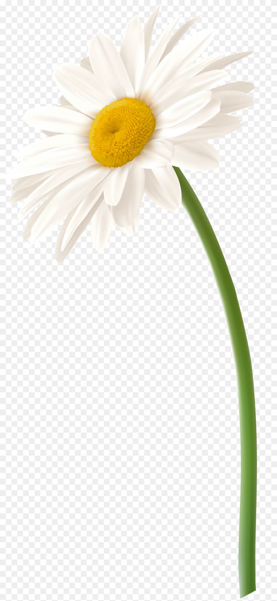 White Gerbera Flower Clip Art, Daisy, Plant Free Transparent Png