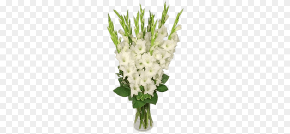 White Gladiolus In Vase, Flower, Flower Arrangement, Plant Free Png Download