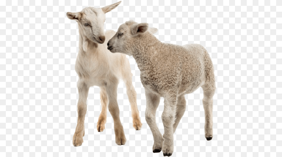 White Goat Clipart Koyun Hastalklar Kitab, Animal, Livestock, Mammal, Sheep Png Image