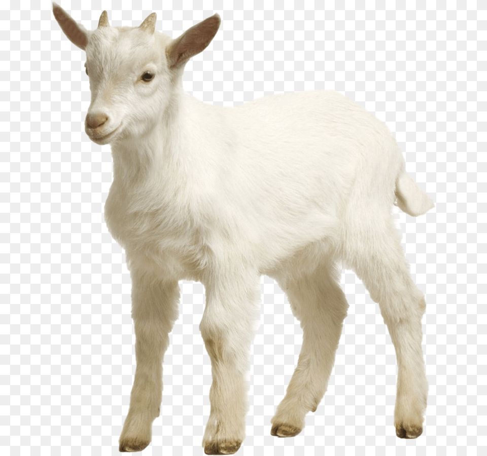 White Goat Picture Goat, Livestock, Animal, Mammal, Antelope Free Transparent Png