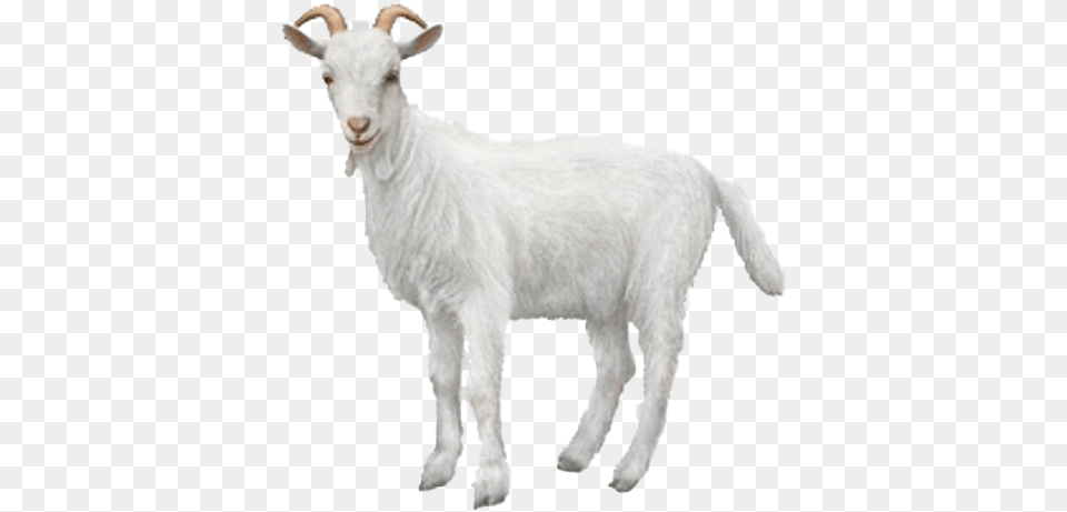 White Goat Background Mart Background Goat, Livestock, Animal, Mammal, Sheep Free Transparent Png