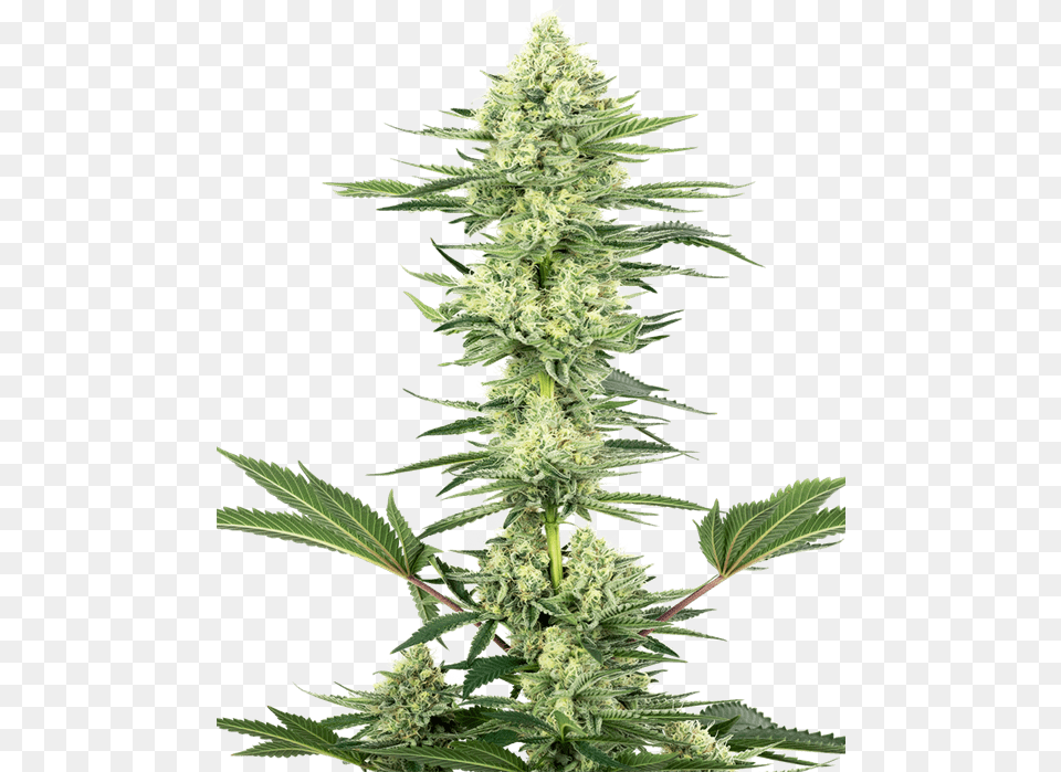 White Gorilla Haze White Gorilla Haze, Plant, Grass, Hemp, Leaf Png