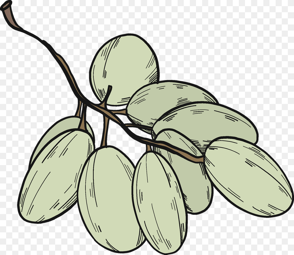 White Grapes Clipart, Food, Fruit, Plant, Produce Png