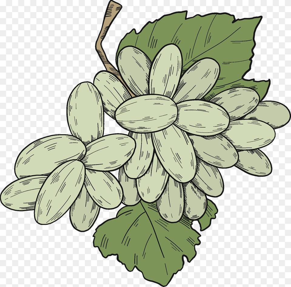 White Grapes With Leaves Clipart, Art, Food, Fruit, Plant Free Png Download