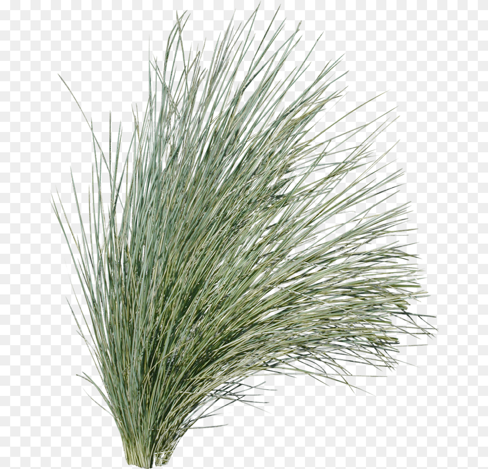 White Grass, Plant, Vegetation, Agropyron Free Png