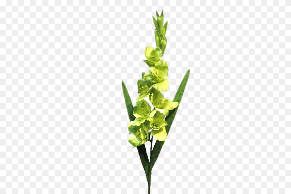 White Green Gladiolus, Flower, Grass, Plant Free Png Download