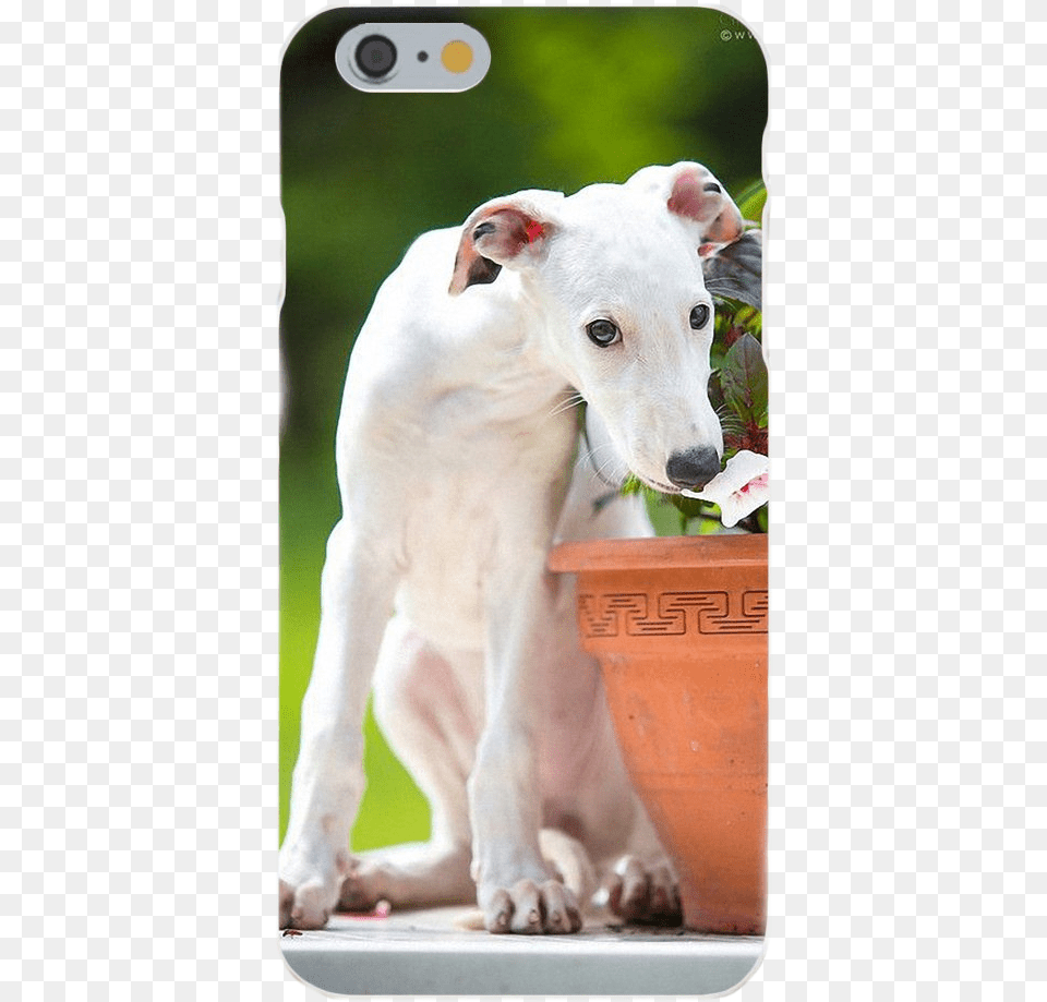 White Greyhound Silicone Iphone Cover Dog, Plant, Potted Plant, Animal, Canine Free Png Download