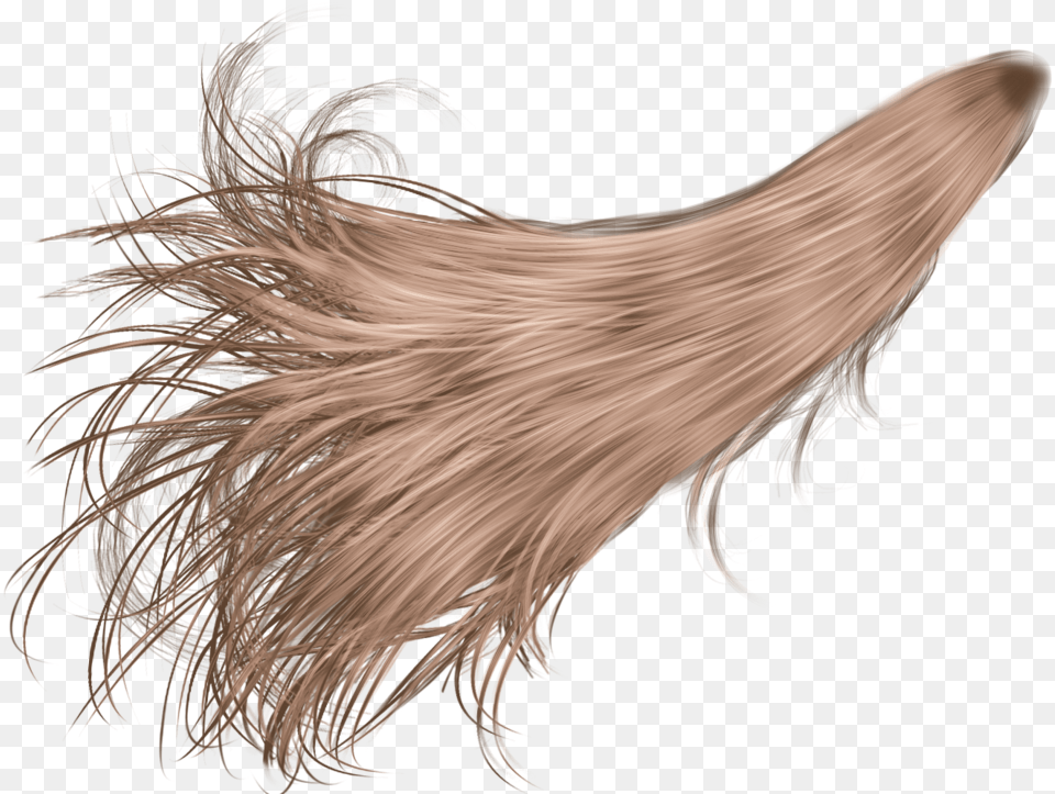 White Hair Download Transparent Pony Tail, Animal, Bird, Blonde, Person Png