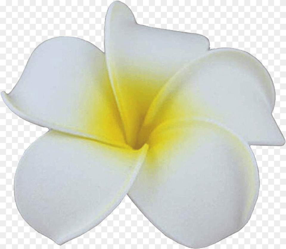 White Hawaiian Hair Flowers Cheap, Flower, Petal, Plant Png