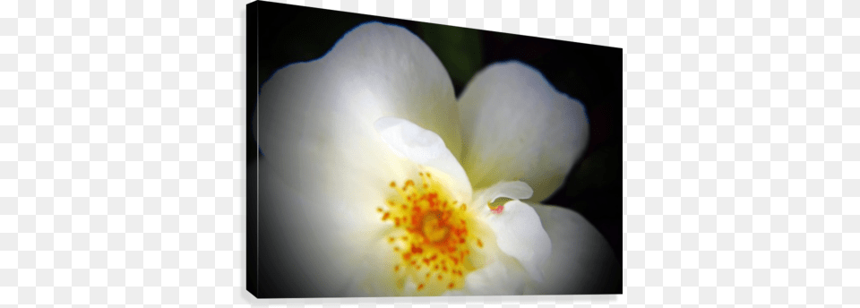White Heart Petals Canvas Print Burnet Rose, Anemone, Anther, Flower, Petal Free Transparent Png