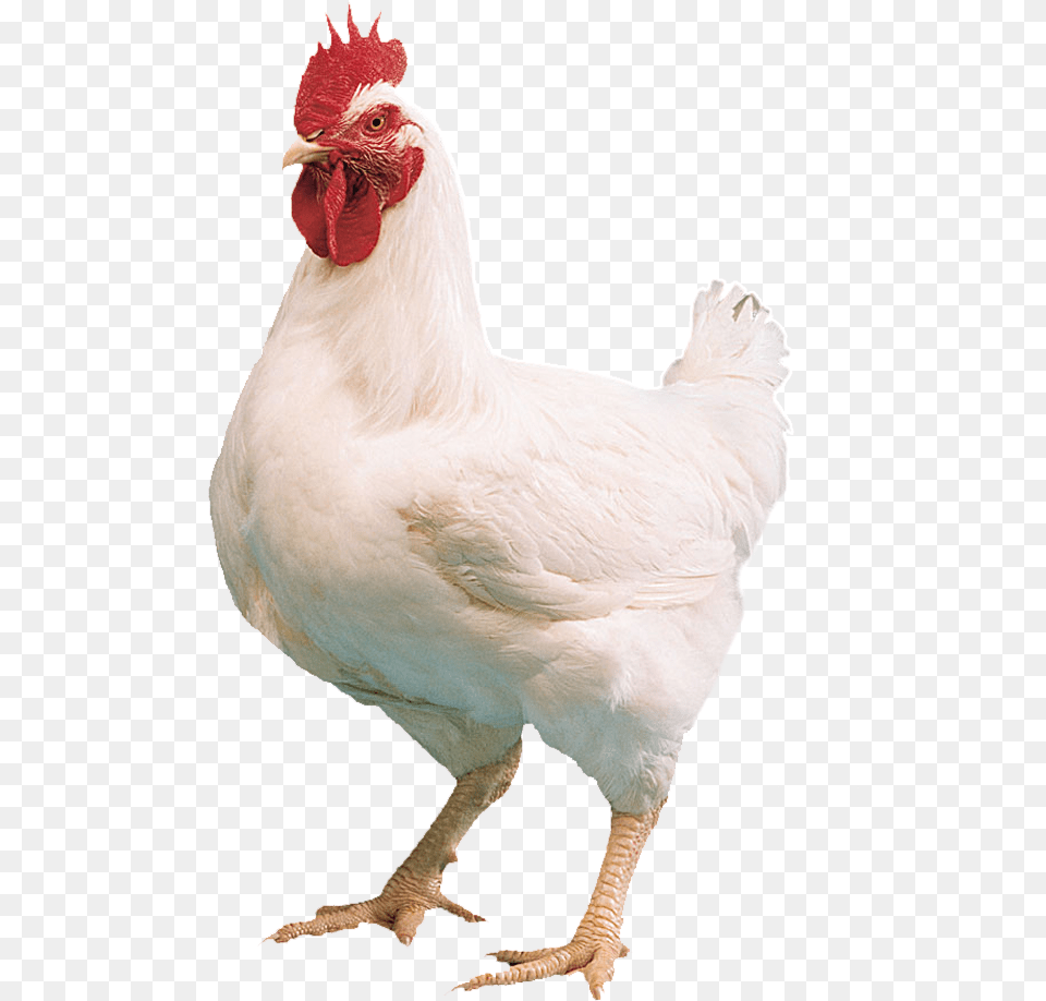 White Hen Photo Background, Animal, Bird, Chicken, Fowl Png Image