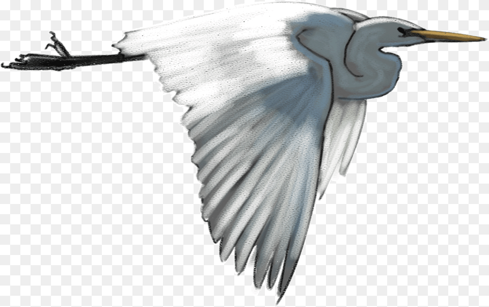 White Heron Egret Transparent White Heron, Animal, Bird, Flying, Waterfowl Png